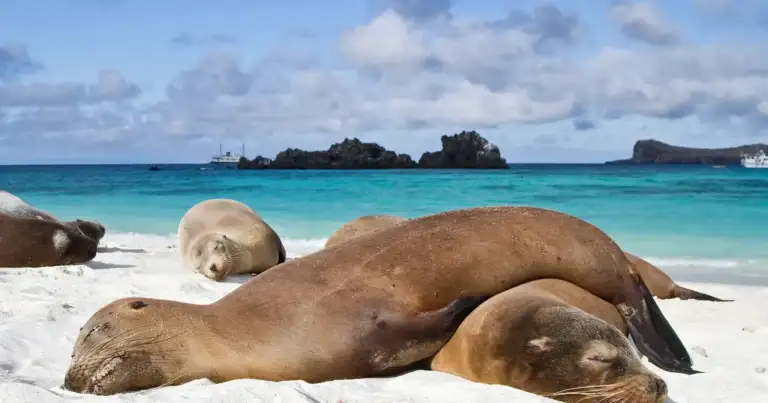 Leones marinos descansando en playa de arena blanca junto al océano
