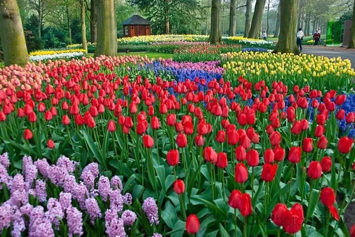 Canteros de tulipanes de colores entre árboles en el parque Keukenhof, Lisse