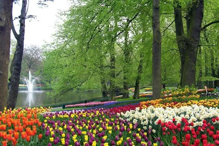 Sendero entre macizos de tulipanes rojos y amarillos en el jardín Keukenhof