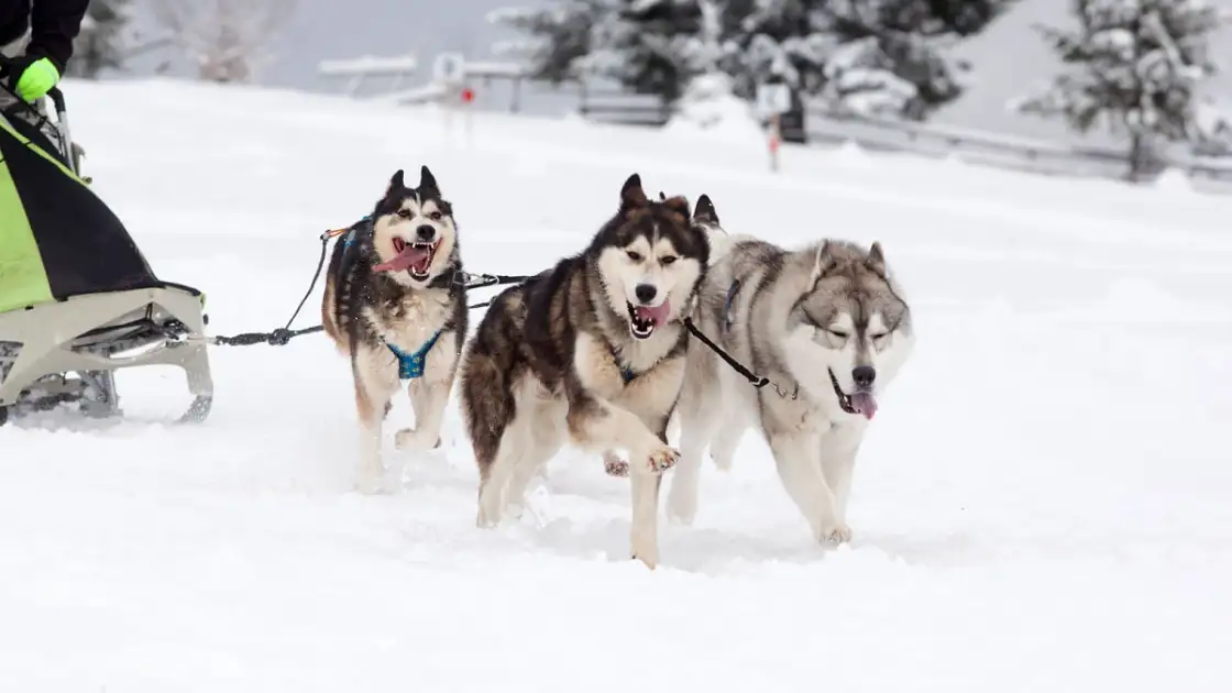 trineos tirados por perros en Ushuaia