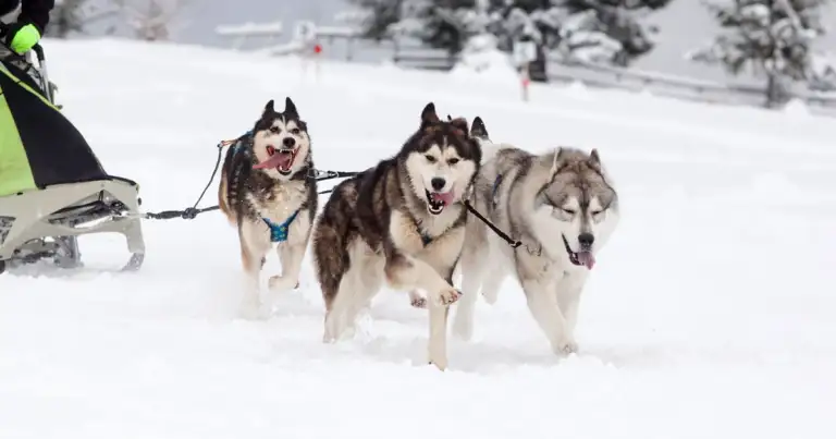 trineos tirados por perros en Ushuaia