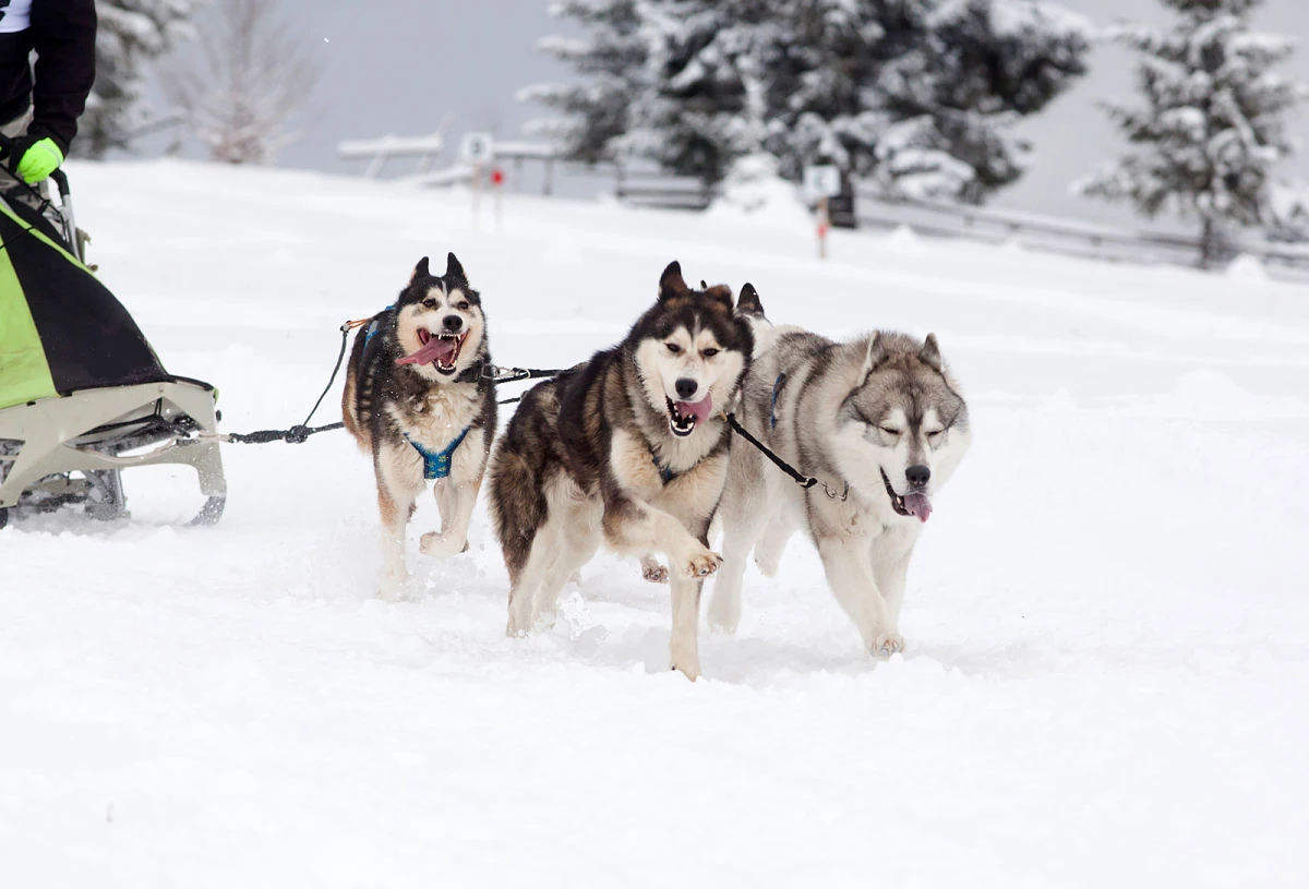 trineos tirados por perros en Ushuaia