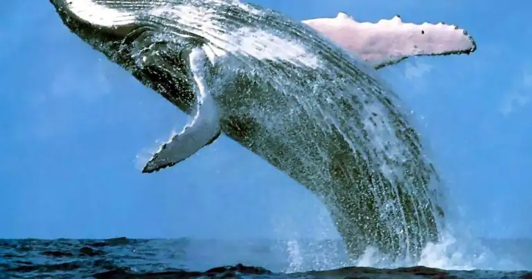 ballenas azules los angeles