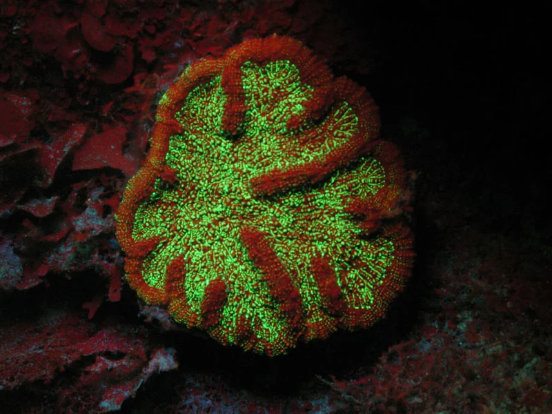 Coral fluorescente verde y naranja bajo luz ultravioleta