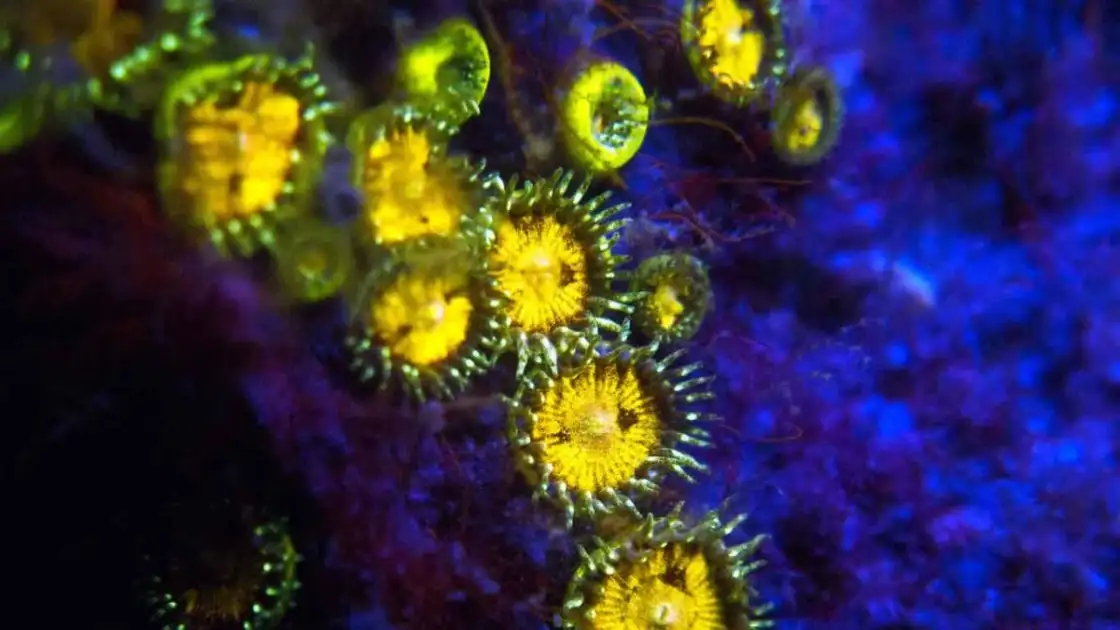 Criaturas marinas bioluminiscentes amarillas bajo luz ultravioleta en buceo