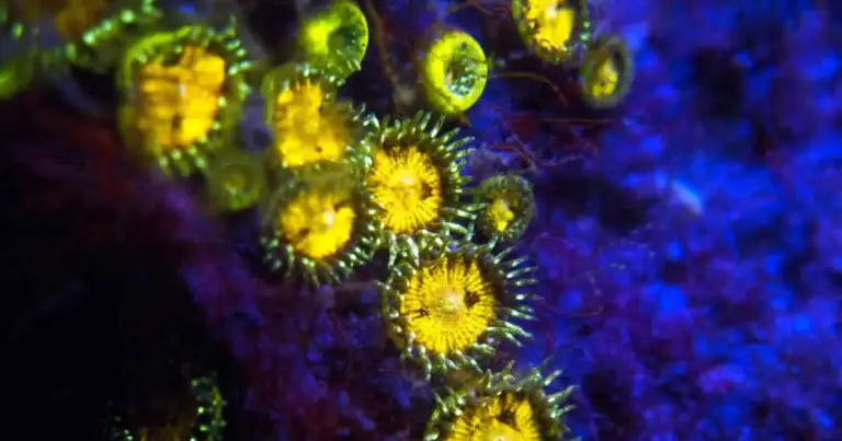 Criaturas marinas bioluminiscentes amarillas bajo luz ultravioleta en buceo