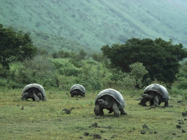 tortuga gigante de galapagos