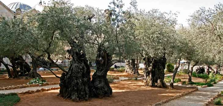 Monte de los Olivos Jerusalen