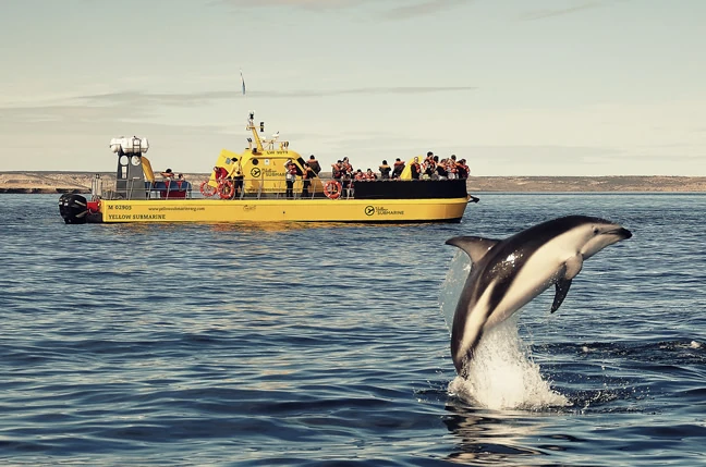Delfín saltando del agua junto a barco amarillo y negro de turistas