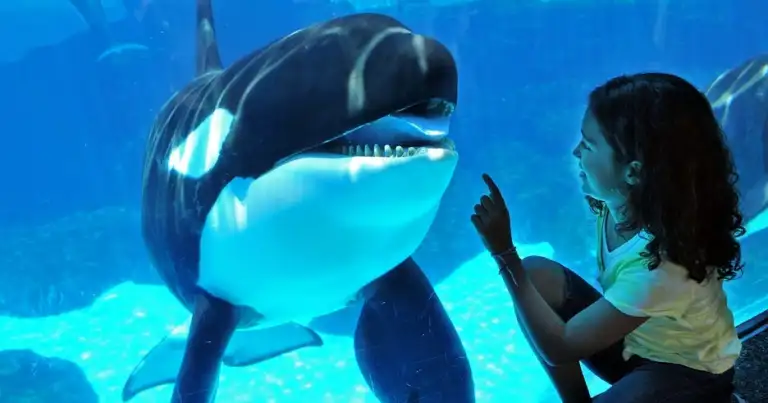 SeaWorld San Diego, una aventura submarina para toda la familia
