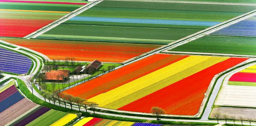 Campos de Tulipanes. Holanda
