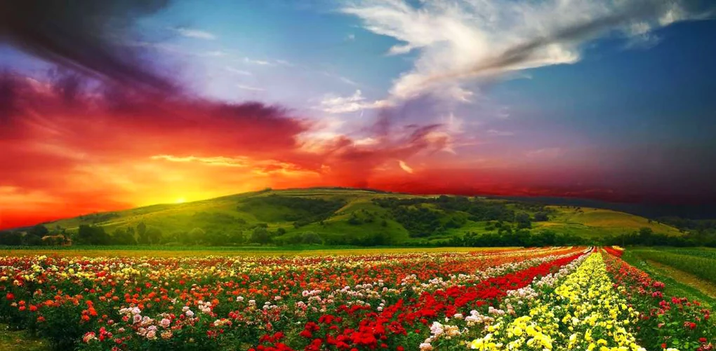 Parque Nacional de las Flores. India