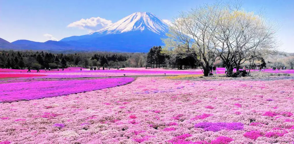 viaje a japon