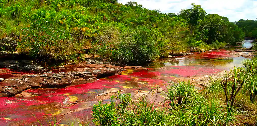 Rio-Caño-Cristales-Colombia