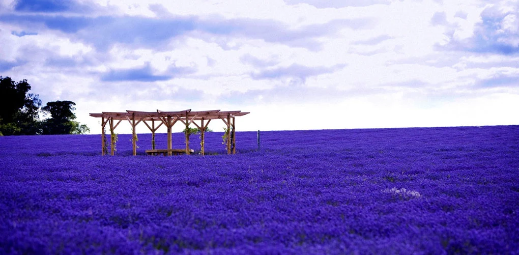 Campos de lavanda. Francia