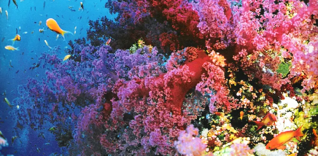 Gran Barrera de Coral, Australia