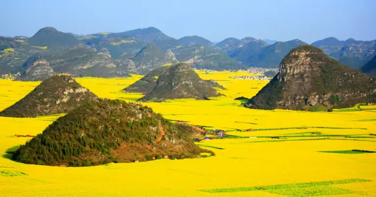 Montañas ondulantes completamente cubiertas de flores amarillas en China