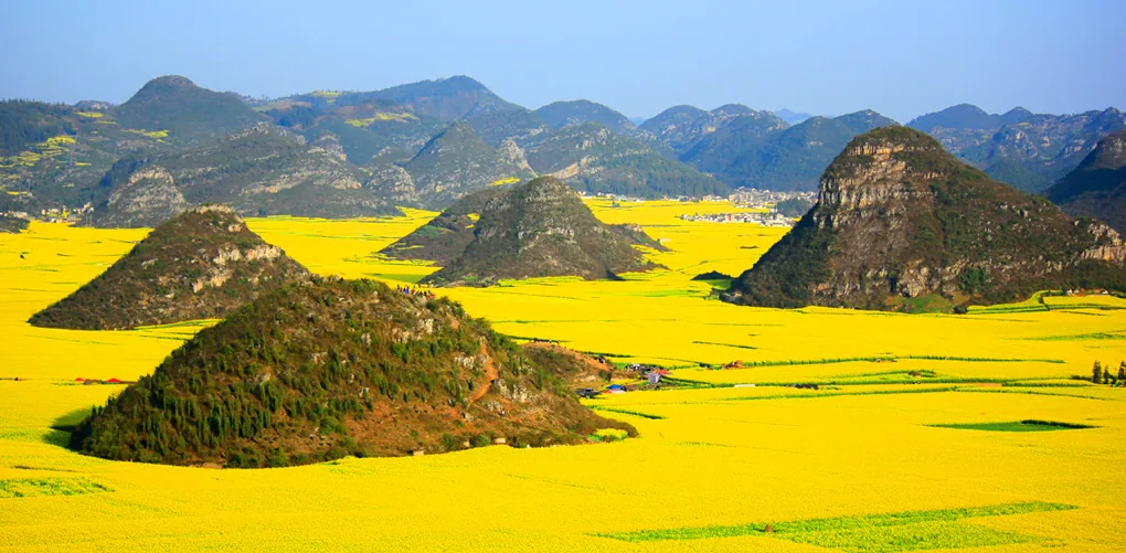 Montañas ondulantes completamente cubiertas de flores amarillas en China