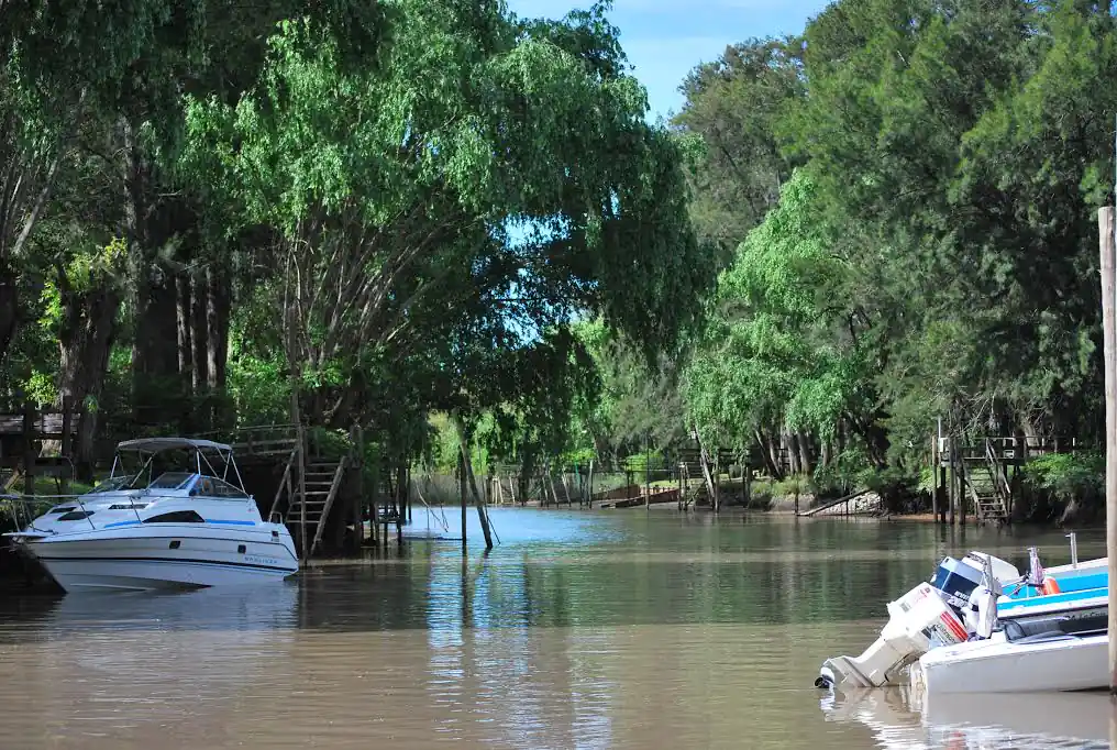 Embarcaciones pequeñas ancladas en río bajo árboles verdes frondosos