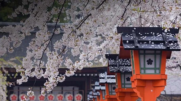 Flores de cerezo blancas sobre arquitectura tradicional roja oscura