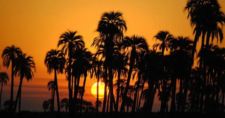el palmar en el litoral argentino