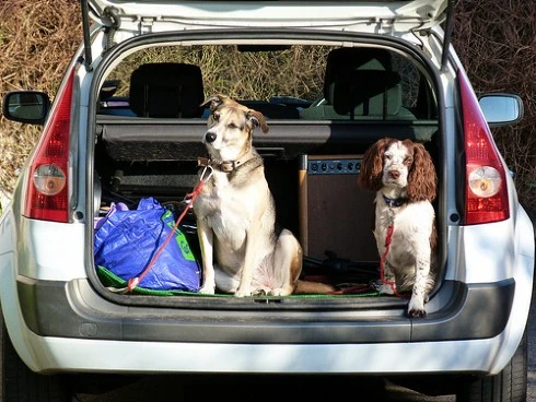 Dos perros en maletero de vehículo con juguete azul para viaje