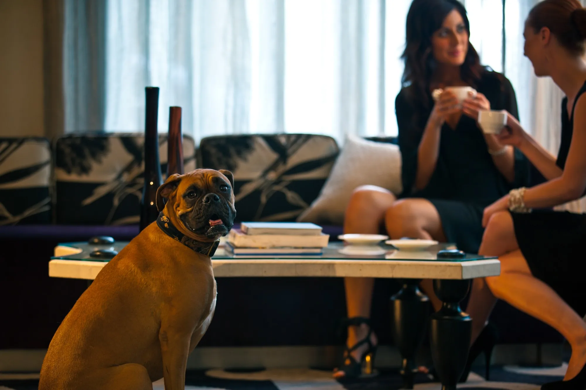 Perro sentado en interior de hotel con personas conversando al fondo