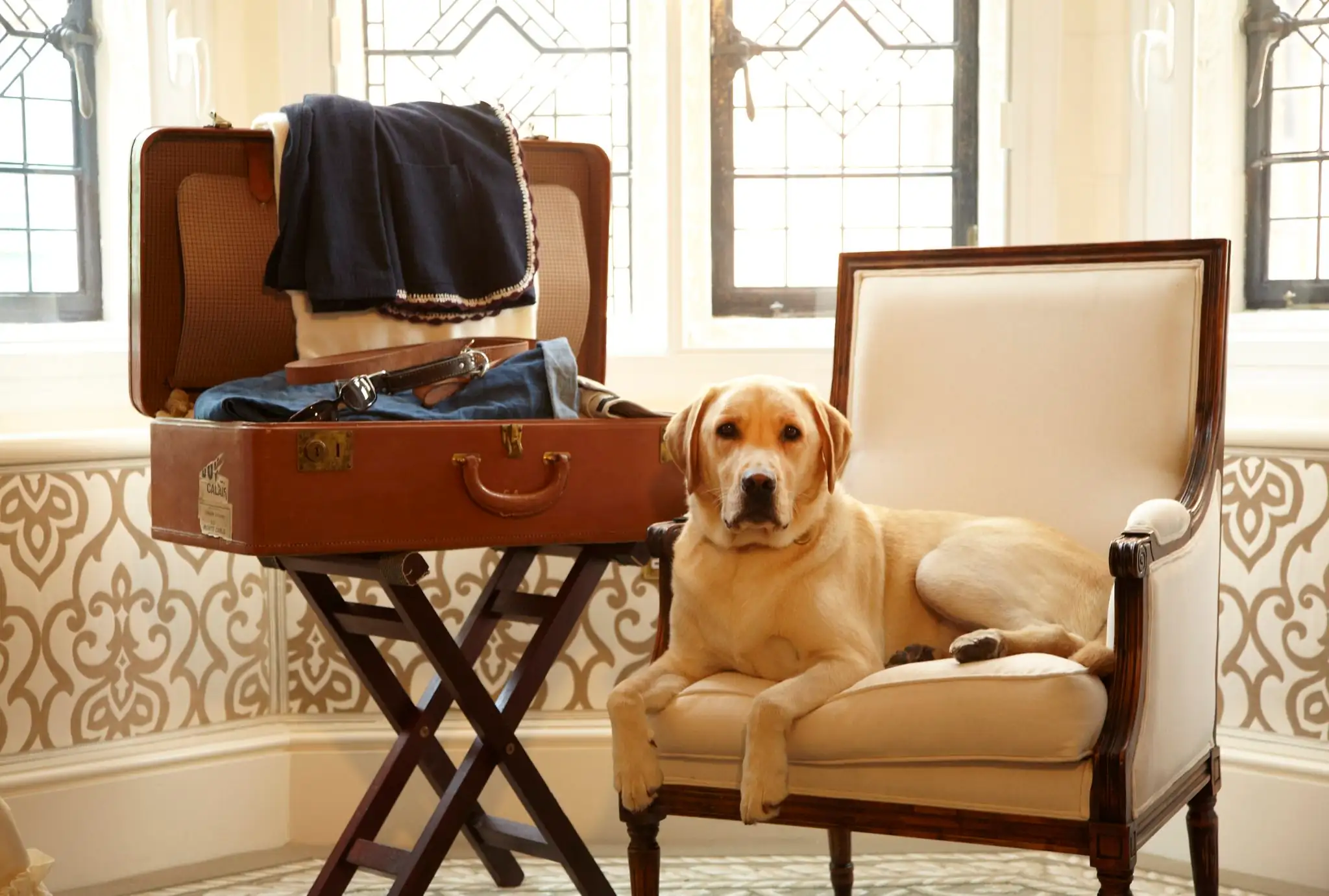 Perro descansando en silla de hotel junto a maleta con ropa
