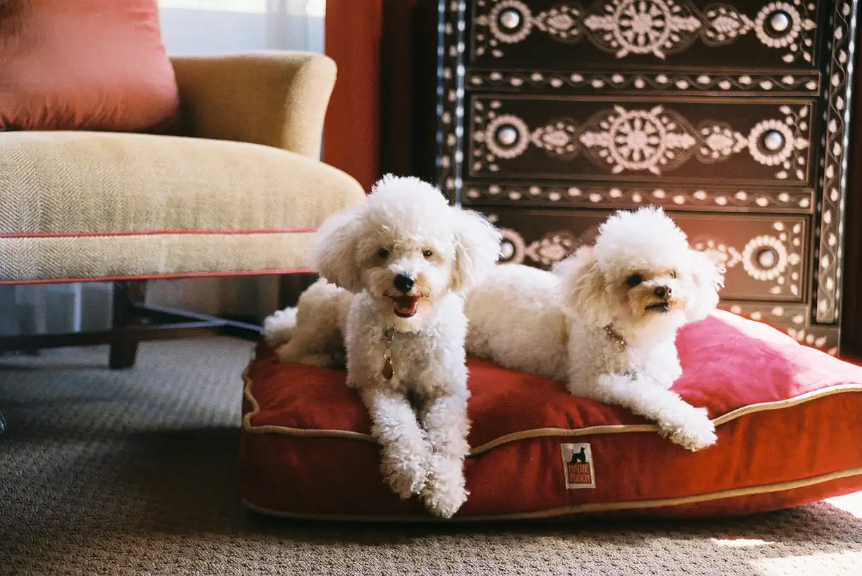 Dos perros caniche blancos descansando en cama roja en interior