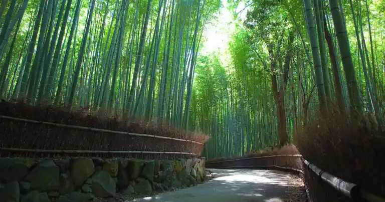 Bosque de Bambú de Arashiyama en Kioto. se ve un sendero que parece mágico