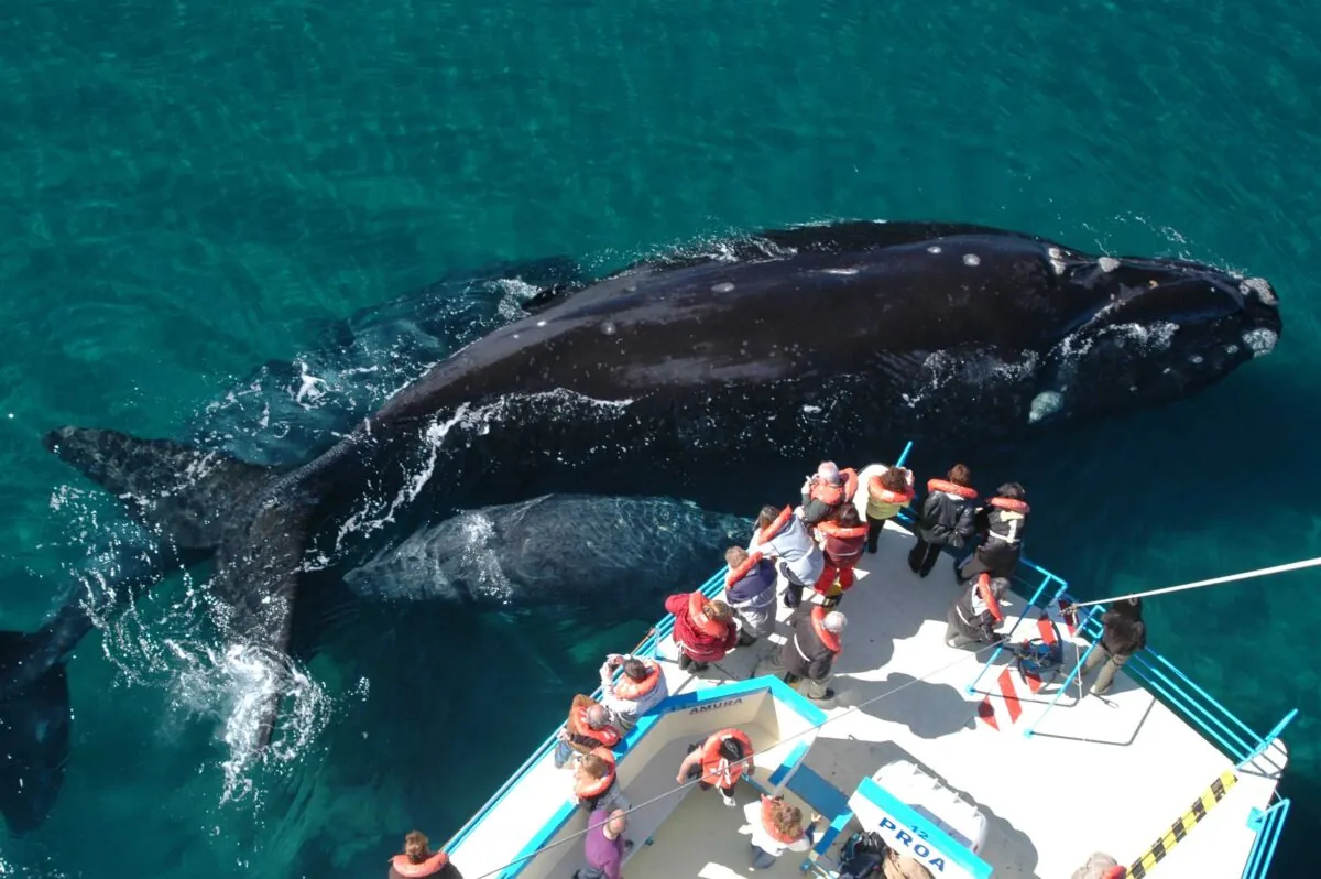 Turistas observando una ballena franca austral desde una embarcación en las aguas de Puerto Pirámides, Península Valdés, Patagonia argentina