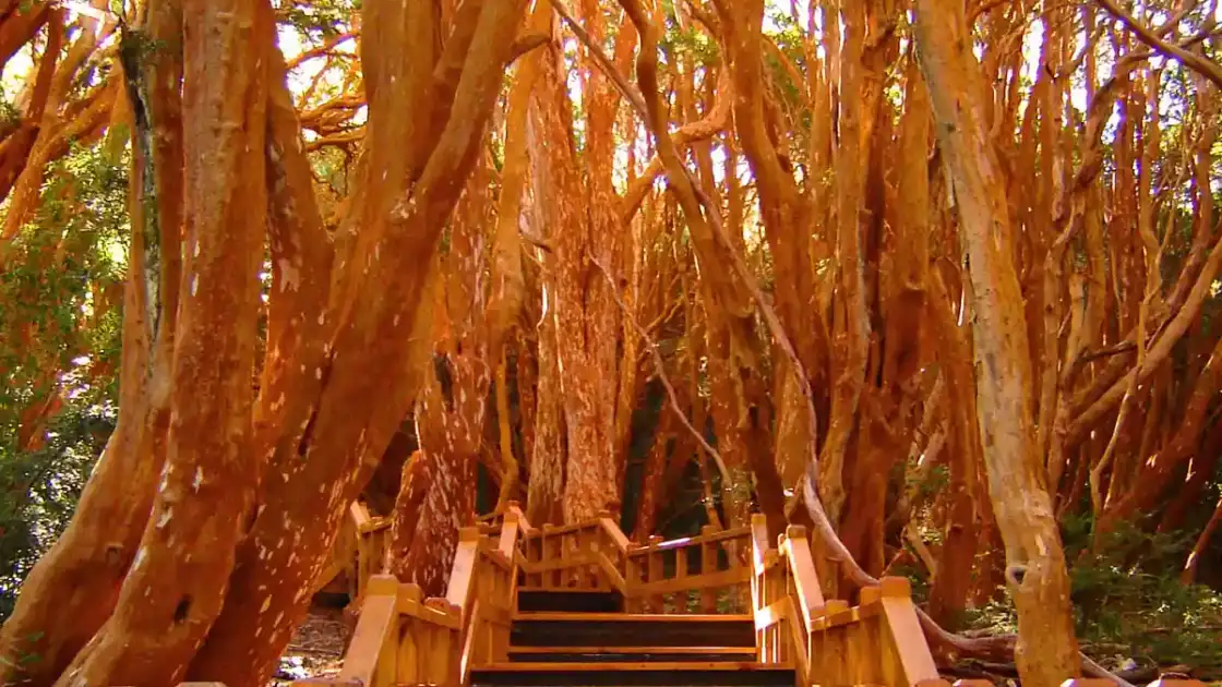 parque nacional los arrayanes