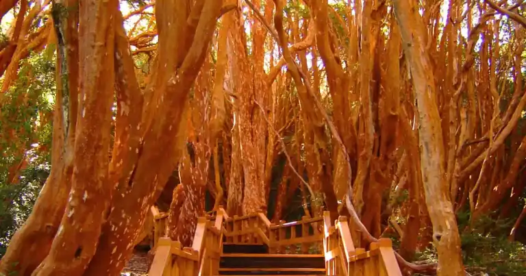 parque nacional los arrayanes