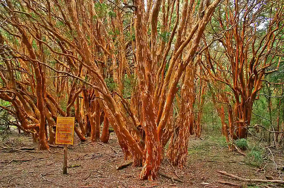 Como hacer Trekking en el parque de los arrayanes Trekking en el parque de los arrayanes