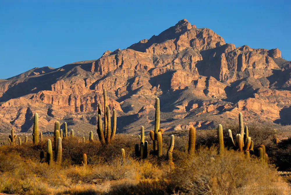 Parque Nacional Los Cardones