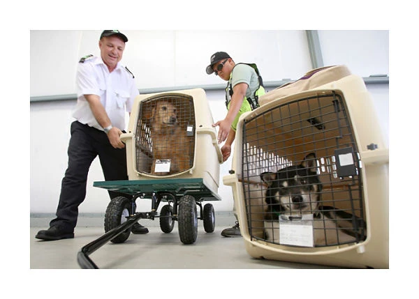 Dos operarios transportando cajas de transporte para mascotas