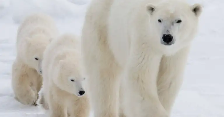 Tres osos polares sobre hielo en el Ártico