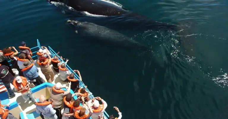 avistaje de ballenas