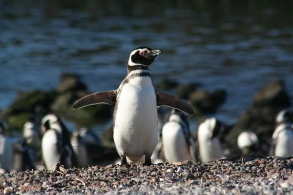 aventura en puerto Madryn