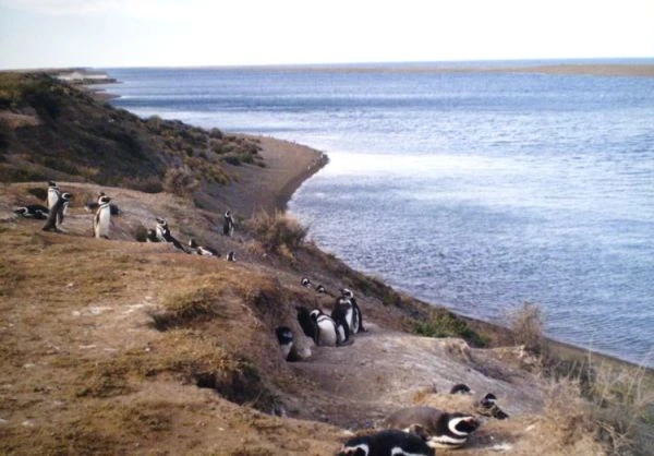 pinguinera_peninsula_valdes