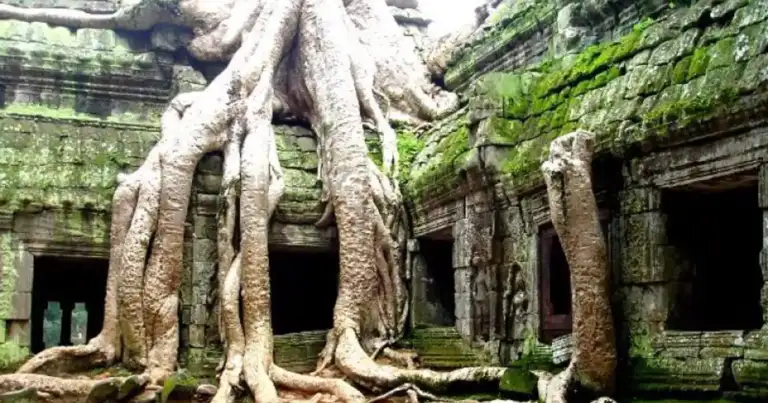 Raíces de árbol gigante en ruinas de templo antiguo con musgo