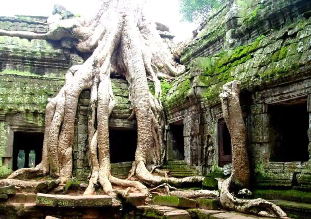 Raíces de árbol gigante en ruinas de templo antiguo con musgo