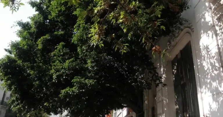 casa del arbol