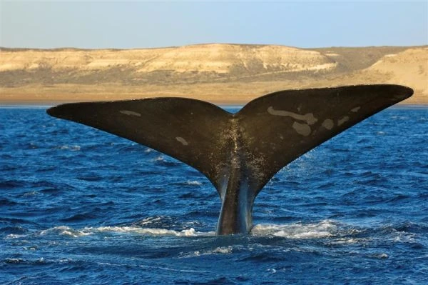 Cola de ballena emergiendo del agua en el océano