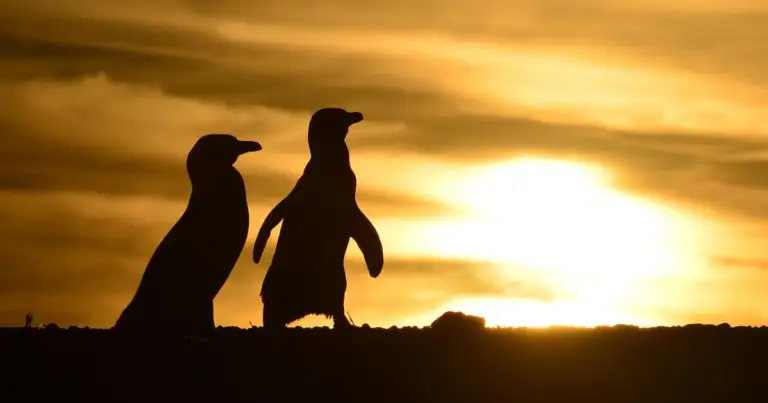Silueta de dos pingüinos al atardecer sobre tierra
