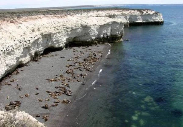 Acantilados costeros blancos con focas en la playa rocosa