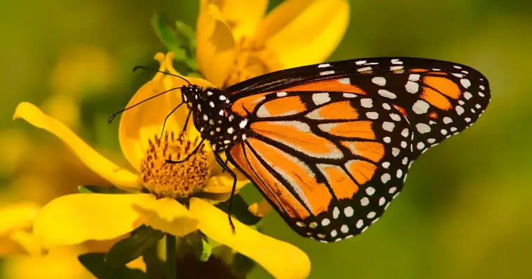 Mariposa monarca en flor amarilla