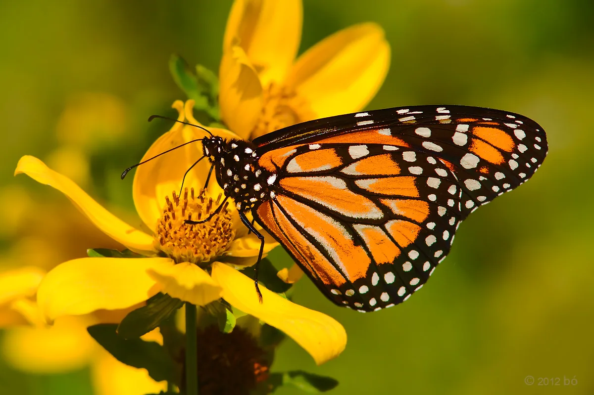 Mariposa monarca en flor amarilla