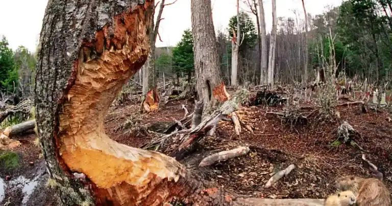 Árboles cortados por castores en bosque con troncos pelados