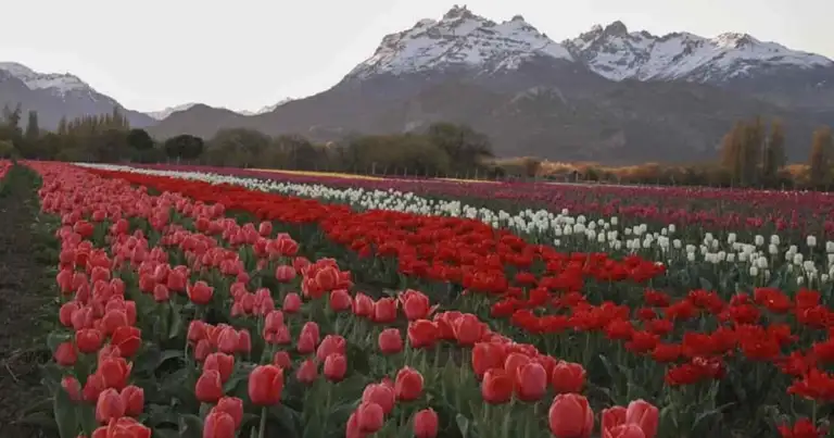 trevelin tulipanes